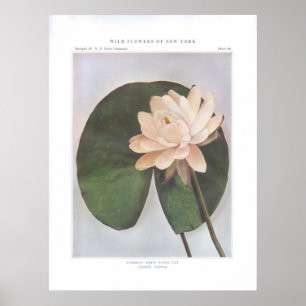 Tuberous White Water Lily - Castalia tuberosa Poster