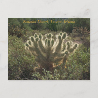 Tucson Arizona Postcard