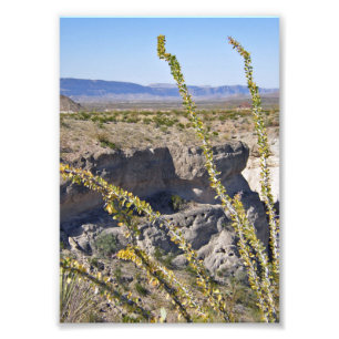 Tuff Canyon & Ocotillo, Big Bend National Park Photo Print