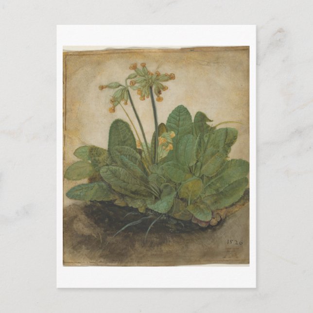 Tuft of Cowslips by Albrecht Durer Postcard (Front)