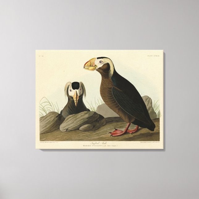 Tufted Auk (Puffin) - Audubon's Birds of America Canvas Print (Front)