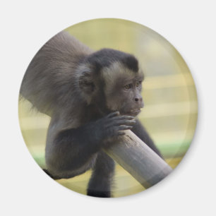 Tufted Capuchin Monkey Magnet