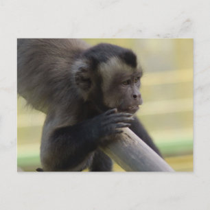 Tufted Capuchin Monkey Postcard