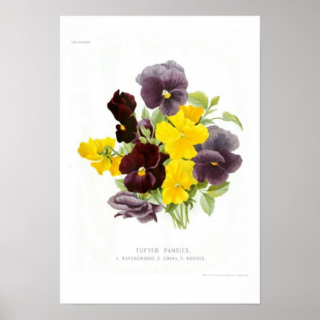 Tufted Pansies Poster (Front)