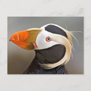 Tufted Puffin (Fratercula cirrhata) Postcard