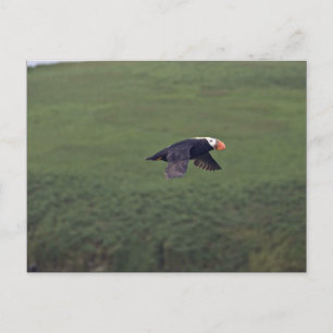 Tufted Puffin in flight, Aiktak Island, Alaska Postcard