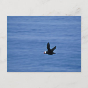 Tufted Puffin in Flight Postcard