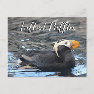 Tufted Puffin - Postcard