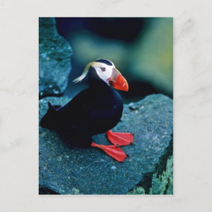 Tufted Puffin Postcard