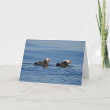 Tufted Puffins Thank you card