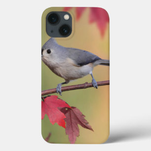 Tufted Titmice iPhone 13 Case