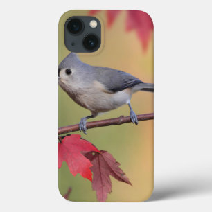 Tufted Titmice iPhone 13 Case