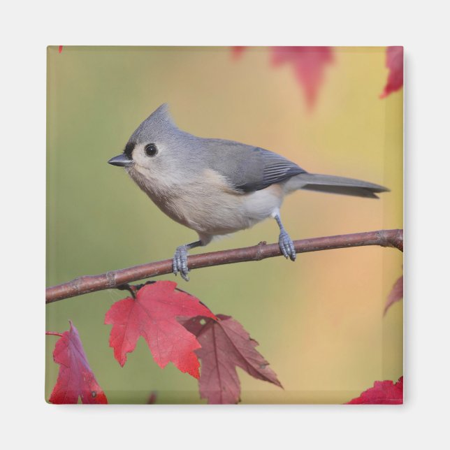 Tufted Titmice Magnet (Front)
