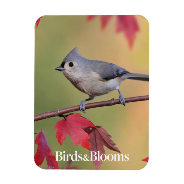 Tufted Titmice Magnet (Vertical)