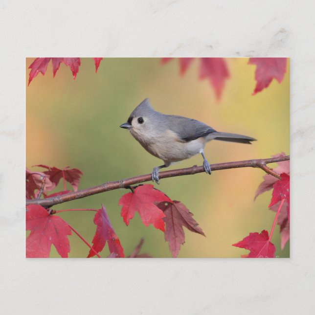 Tufted Titmice Postcard (Front)