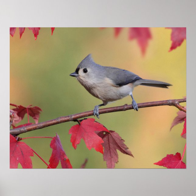 Tufted Titmice Poster (Front)