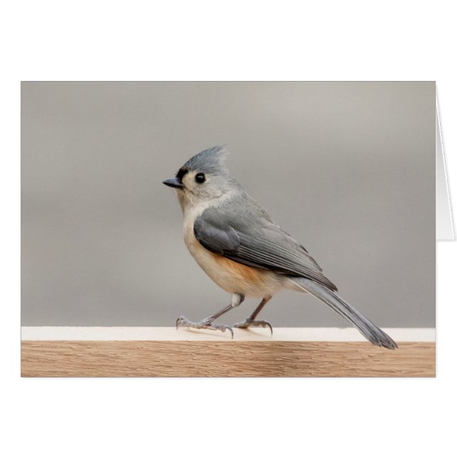 Tufted Titmouse (Front Horizontal)