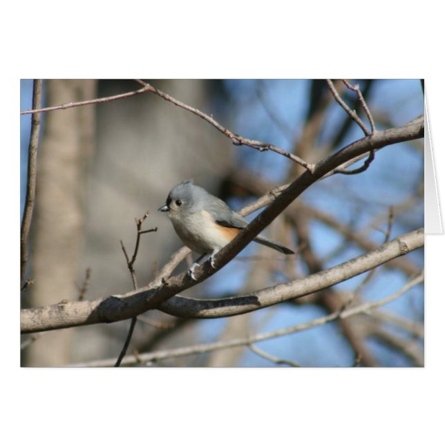 Tufted Titmouse (Front Horizontal)