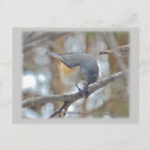 Tufted Titmouse (Baeolophus bicolor) Items Postcard