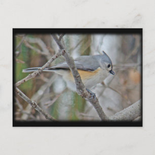 Tufted Titmouse (Baeolophus bicolor) Items Postcard