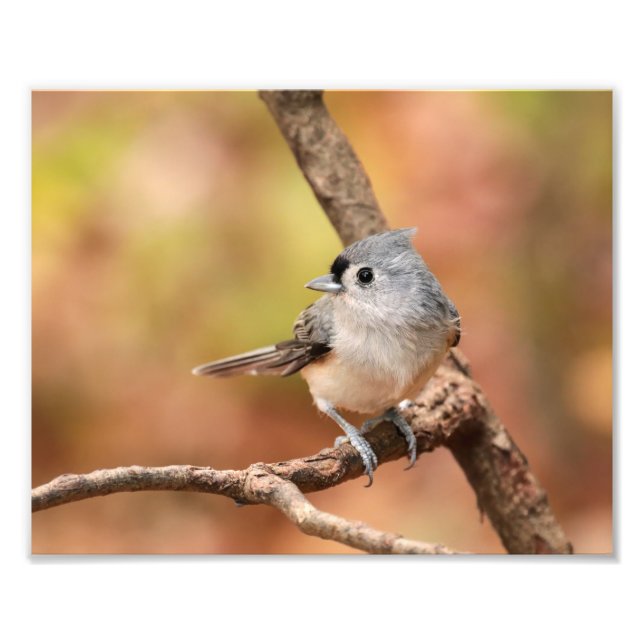 Tufted Titmouse Fall Photo (Front)