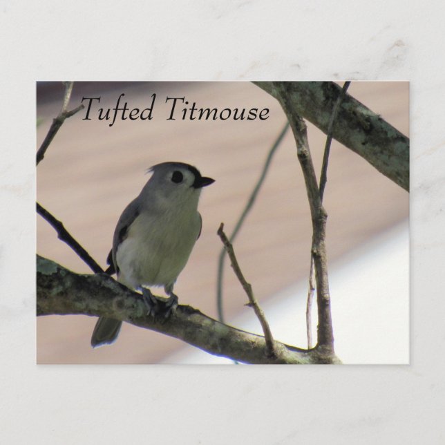 Tufted Titmouse - Learning Postcard - Florida (Front)