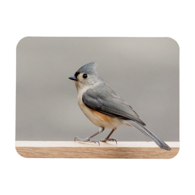 Tufted Titmouse Magnet (Horizontal)