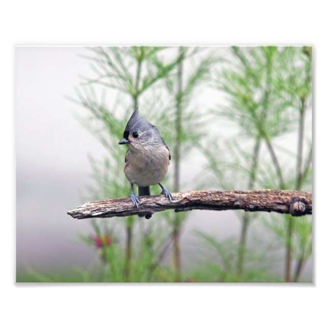 Tufted Titmouse Photo Print (Front)