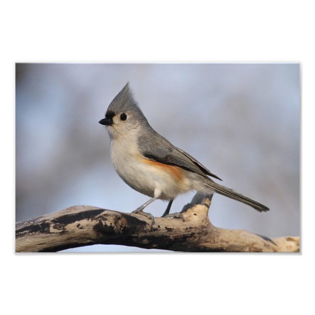 Tufted Titmouse Photo Print (Front)