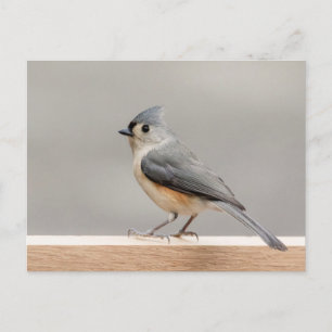 Tufted Titmouse Postcard