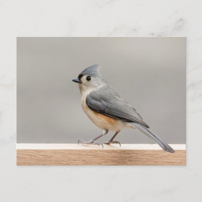 Tufted Titmouse Postcard (Front)