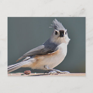 Tufted titmouse postcard