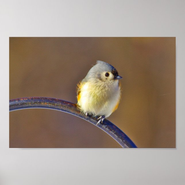 Tufted Titmouse Poster (Front)