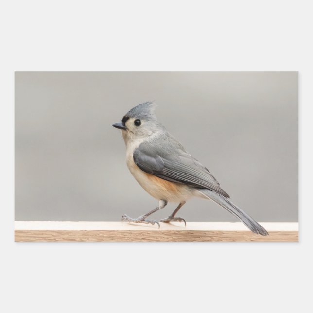 Tufted Titmouse Rectangular Sticker (Front)