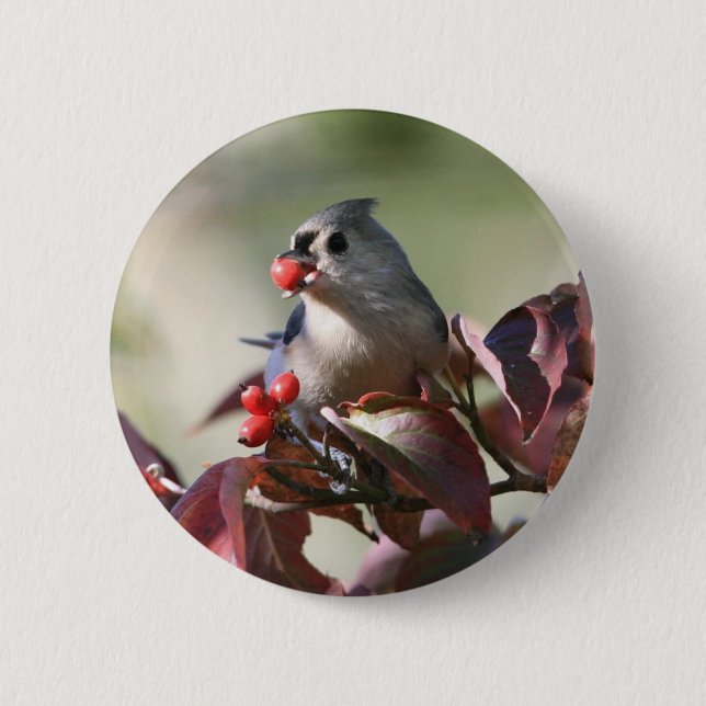 tufted titmouse with berry 6 cm round badge (Front)