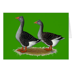 Tufted Toulouse Geese