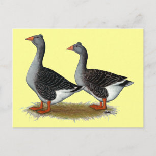 Tufted Toulouse Geese Postcard