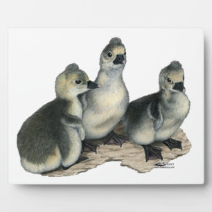 Tufted Toulouse Goslings Plaque