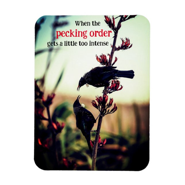 Tui birds fighting on flax magnet (Vertical)