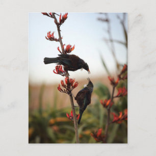 Tui birds on New Zealand flax bush Postcard