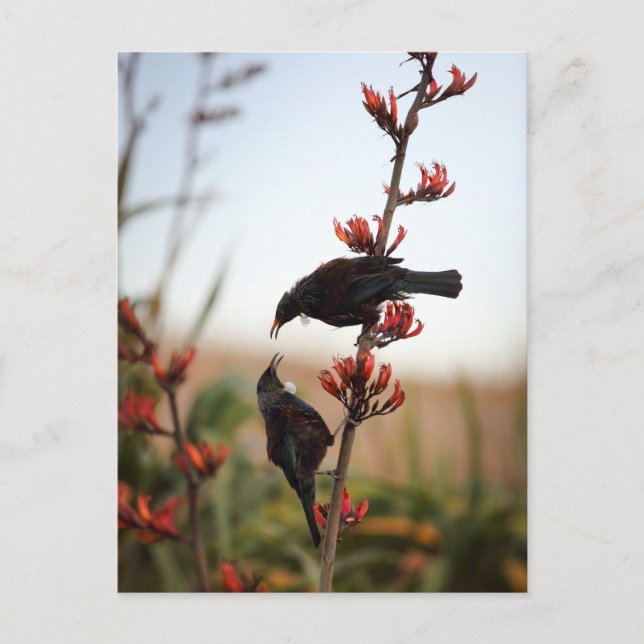 Tui birds on New Zealand flax Postcard (Front)