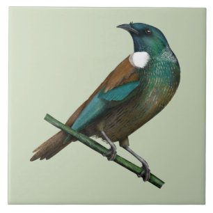 Tui New Zealands Bird Tile
