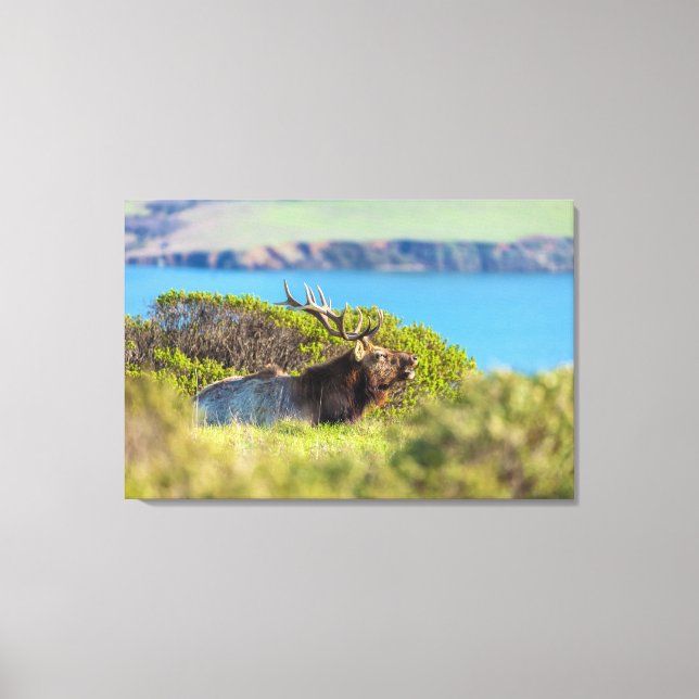 Tule Elk by the Coast Canvas Print (Front)