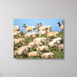 Tule Elk Point Reyes National Seashore, CA Canvas Print