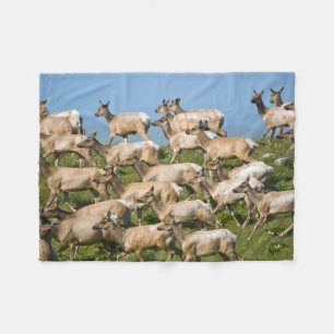 Tule Elk  Point Reyes National Seashore, CA Fleece Blanket