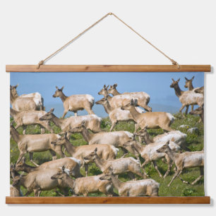 Tule Elk  Point Reyes National Seashore, CA Hanging Tapestry