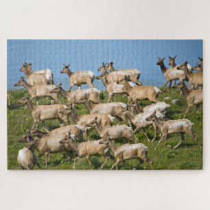 Tule Elk Point Reyes National Seashore, CA Jigsaw Puzzle