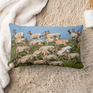 Tule Elk  Point Reyes National Seashore, CA Lumbar Cushion