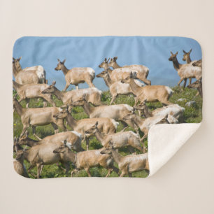 Tule Elk Point Reyes National Seashore, CA Sherpa Blanket