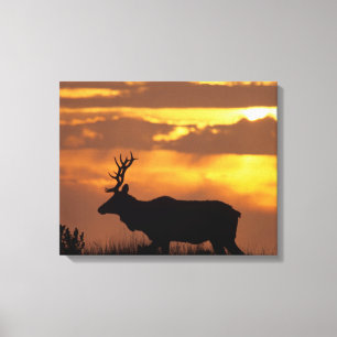 Tule Elk Point Reyes National Seashore Canvas Print